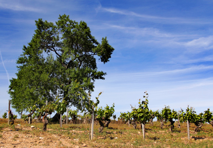 Wine tourism
